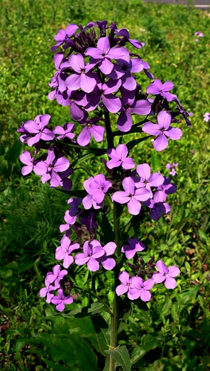 {Hesperis matronalis}